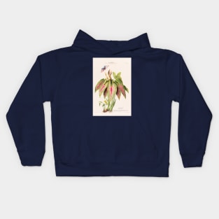 Caladium Bicolor - Flore d’Amérique - Botanical Illustration Kids Hoodie